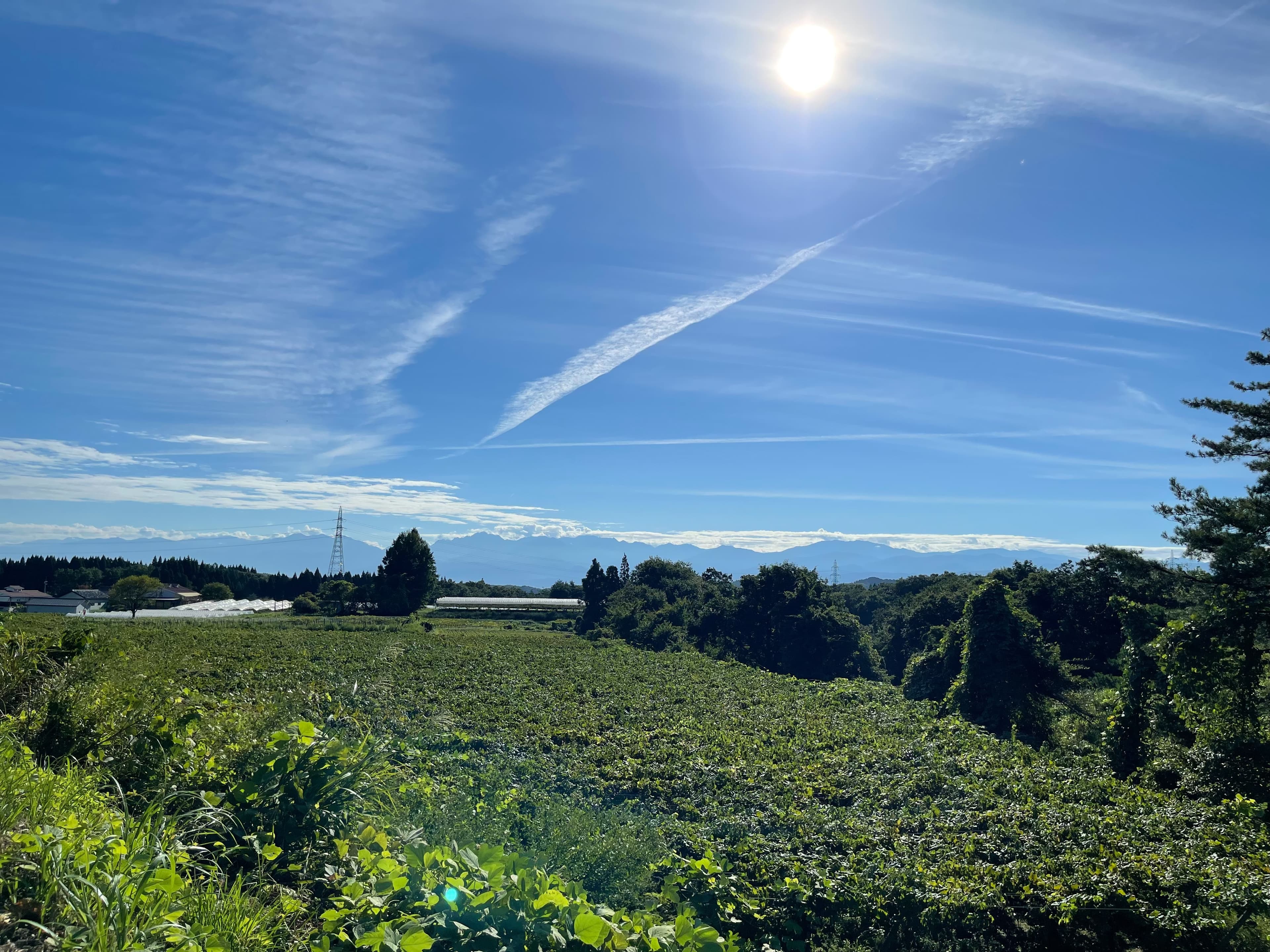 Experience grape picking and wine tasting at a century-old, family-owned vineyard and winery